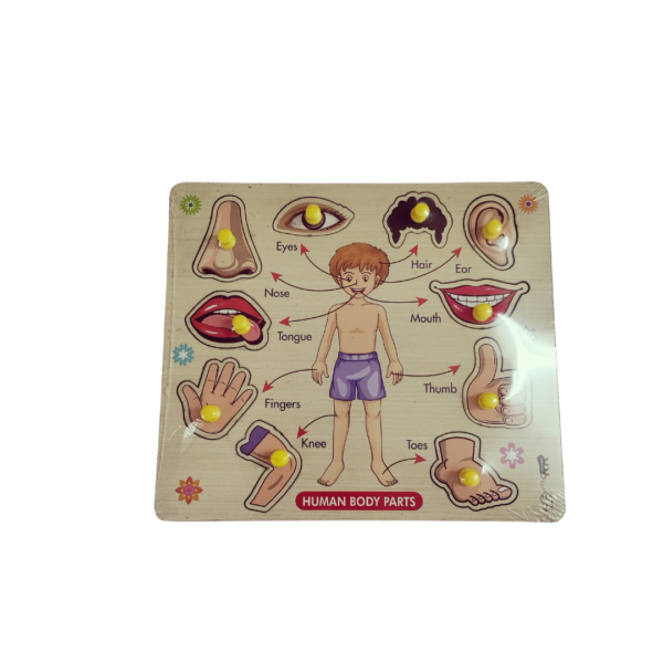 Body parts Wooden Pegboard